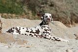 DALMATIEN 141